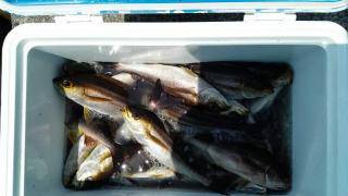 長栄丸(静岡) 釣果