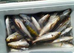 長栄丸(静岡) 釣果