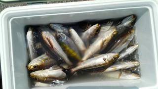 長栄丸(静岡) 釣果