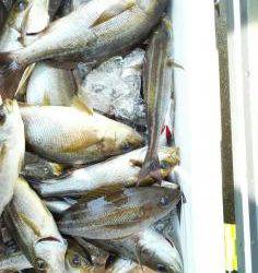 長栄丸(静岡) 釣果