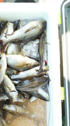 長栄丸(静岡) 釣果