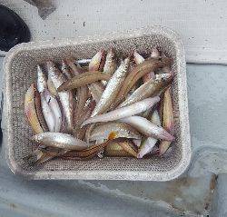 内浜丸 釣果