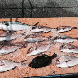 松名瀬フィッシングパーク 釣果