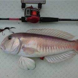 マタウマリンサービス 釣果