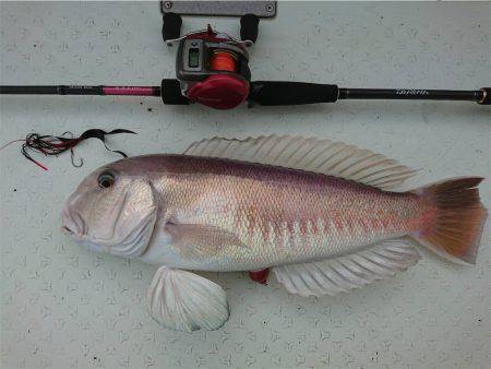 マタウマリンサービス 釣果