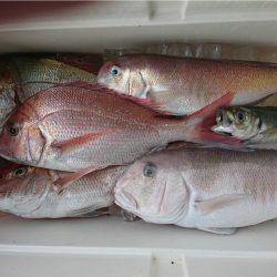 マタウマリンサービス 釣果