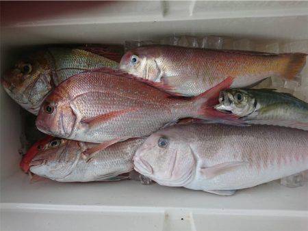 マタウマリンサービス 釣果