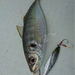 マタウマリンサービス 釣果