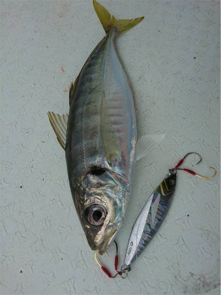 マタウマリンサービス 釣果