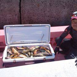 第八平成丸 釣果