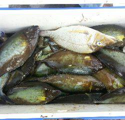 本部釣りイカダ 釣果