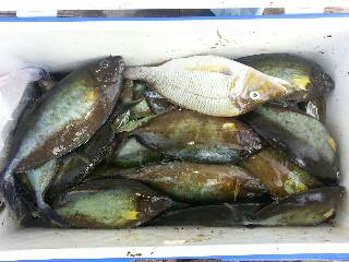 本部釣りイカダ 釣果