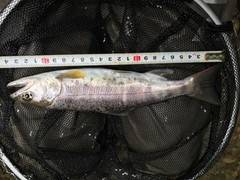 大井川（大井川(非)漁業協同組合） 釣果