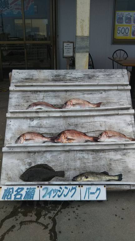 松名瀬フィッシングパーク 釣果