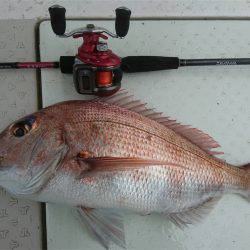 マタウマリンサービス 釣果