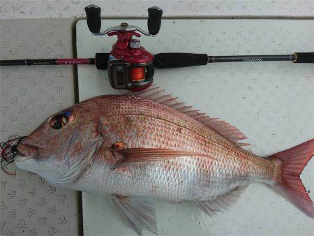 マタウマリンサービス 釣果