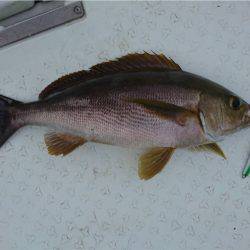 マタウマリンサービス 釣果