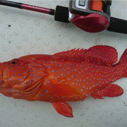 マタウマリンサービス 釣果