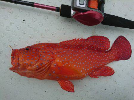 マタウマリンサービス 釣果