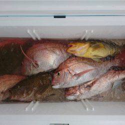 マタウマリンサービス 釣果