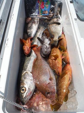 千代丸 釣果