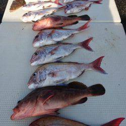 オーフリー 釣果