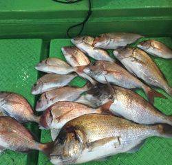 利弥丸（としやまる） 釣果