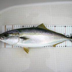 フルコンタクト 釣果