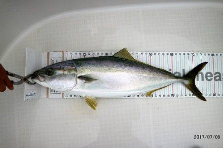 フルコンタクト 釣果