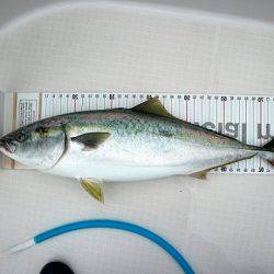 フルコンタクト 釣果