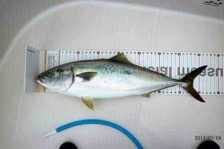 フルコンタクト 釣果