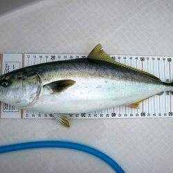 フルコンタクト 釣果