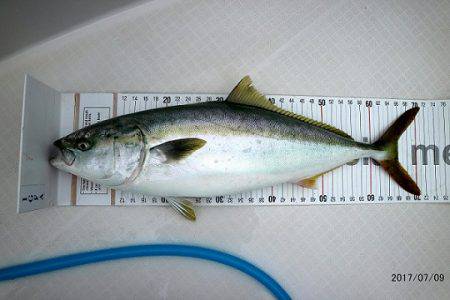 フルコンタクト 釣果