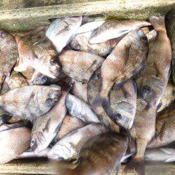 海釣り公園みかた 釣果