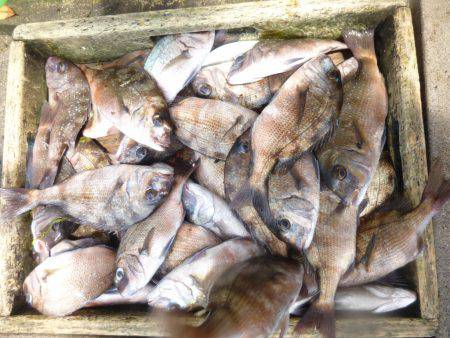 海釣り公園みかた 釣果