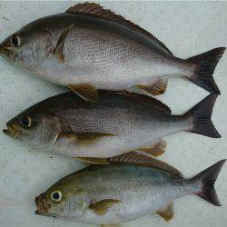 マタウマリンサービス 釣果