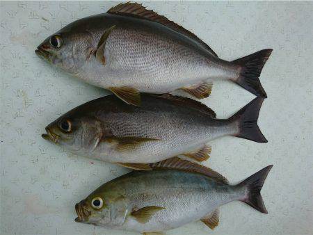 マタウマリンサービス 釣果