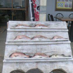 松名瀬フィッシングパーク 釣果