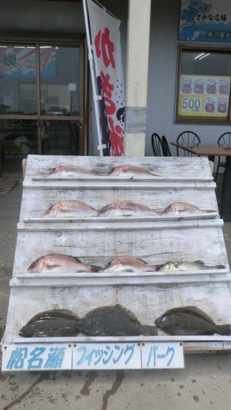 松名瀬フィッシングパーク 釣果