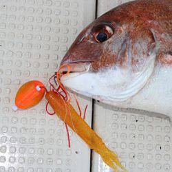 松本釣船２ 釣果