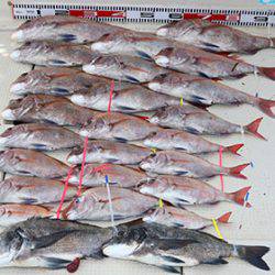 松本釣船２ 釣果