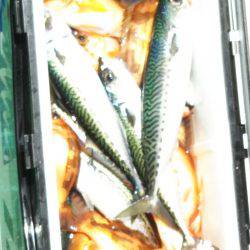 モンロー号 釣果