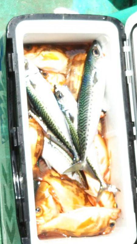 モンロー号 釣果