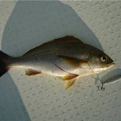 マタウマリンサービス 釣果