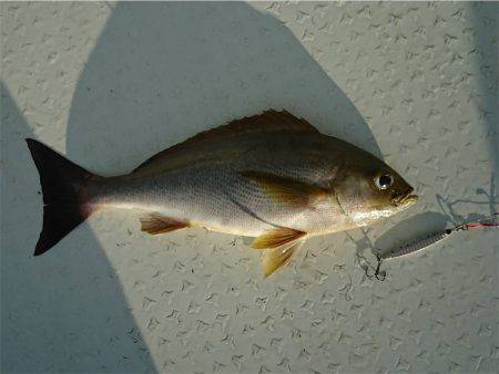 マタウマリンサービス 釣果