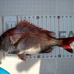 フルコンタクト 釣果