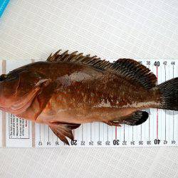 フルコンタクト 釣果