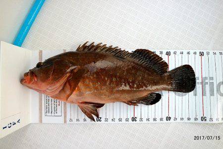 フルコンタクト 釣果