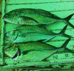 本部釣りイカダ 釣果