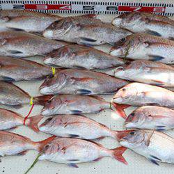 松本釣船2 釣果